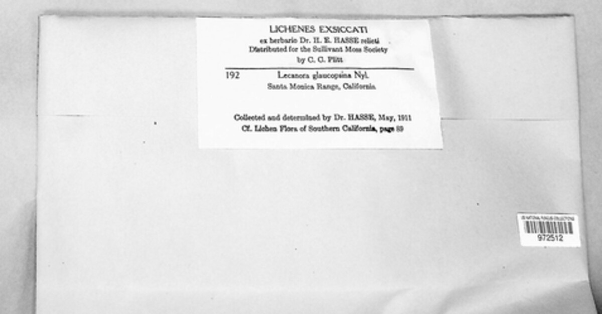 Lecanora glaucopsina image